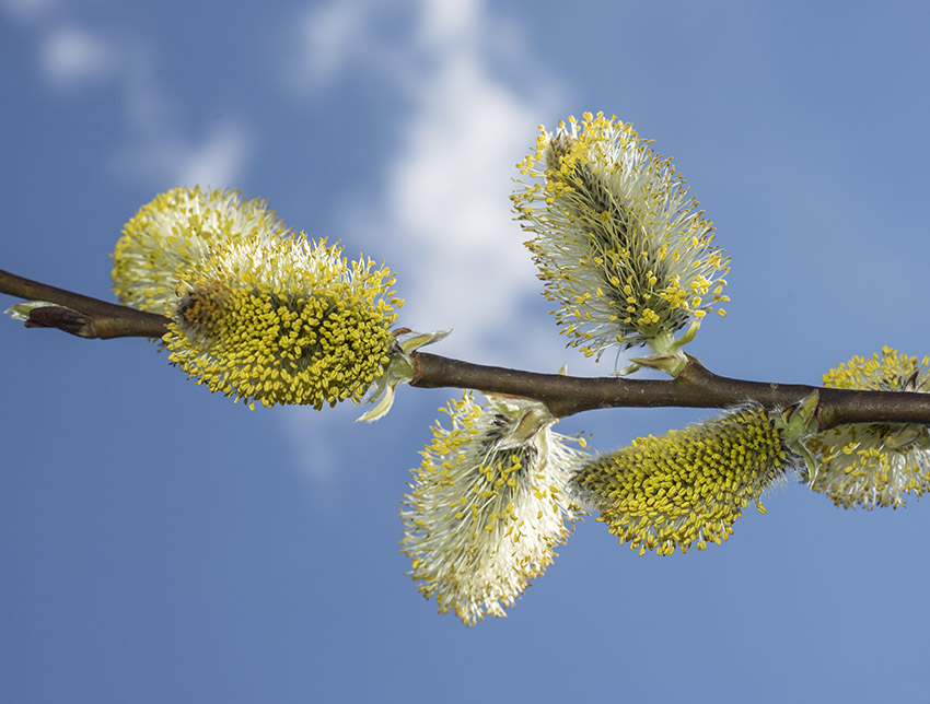 seljepilen blomstrer